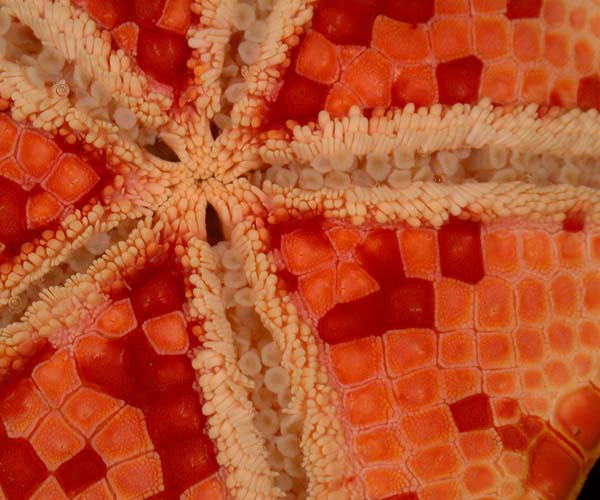 oral region of Goniaster tessellatus